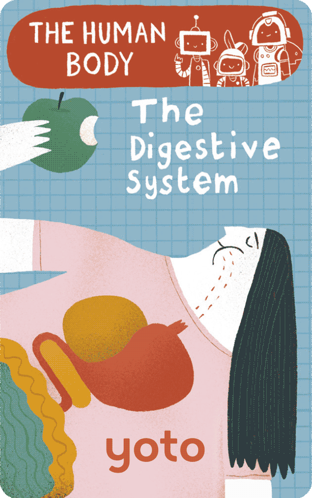 The Human Body: The Digestive System