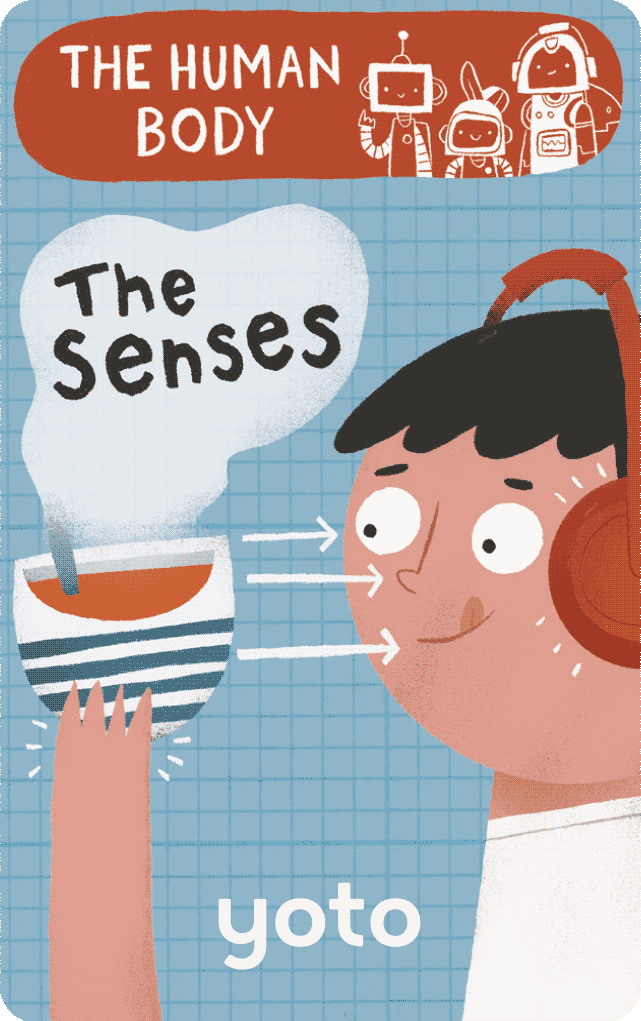 The Human Body: The Senses